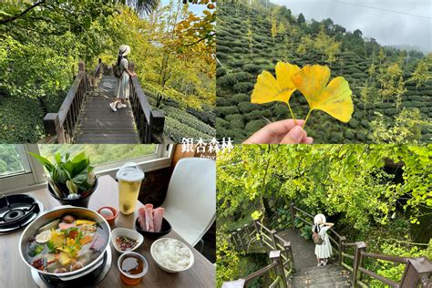 銀杏花期|一次順遊銀杏森林.大崙山觀景台.武岫農圃，交通/停車/餐廳介紹｜